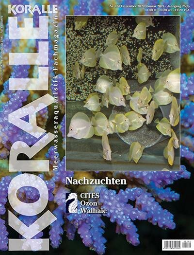 Koralle