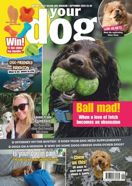 Your Dog Magazine